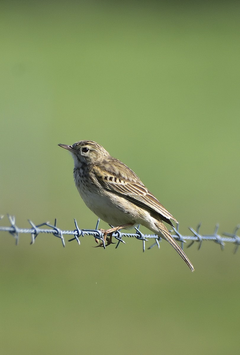 Pipit d'Australie - ML642095394