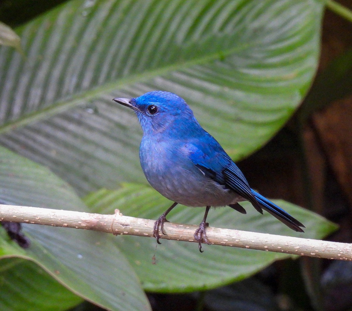 Einfarb-Blauschnäpper - ML642095395