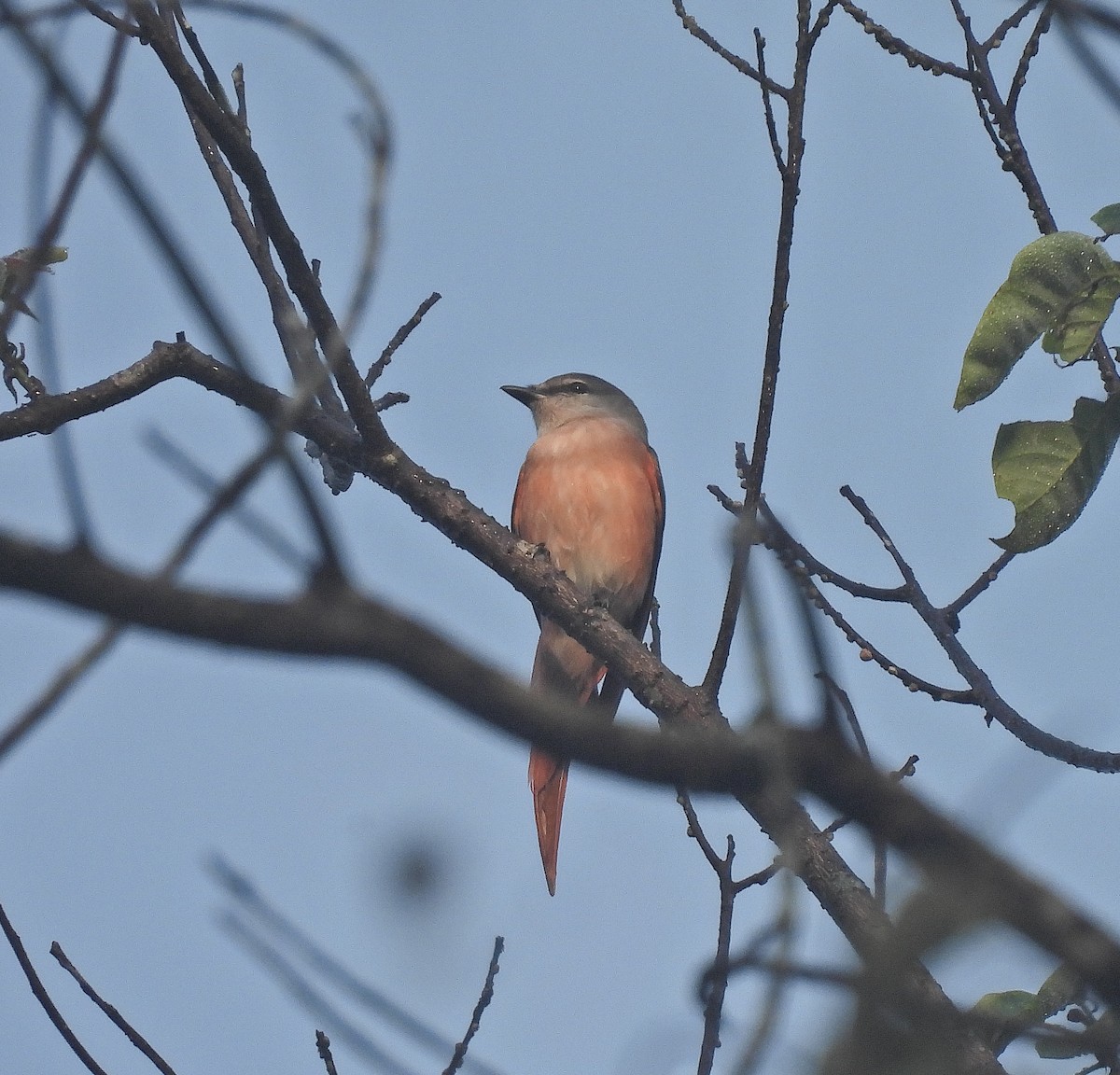 Rosenmennigvogel - ML642095397