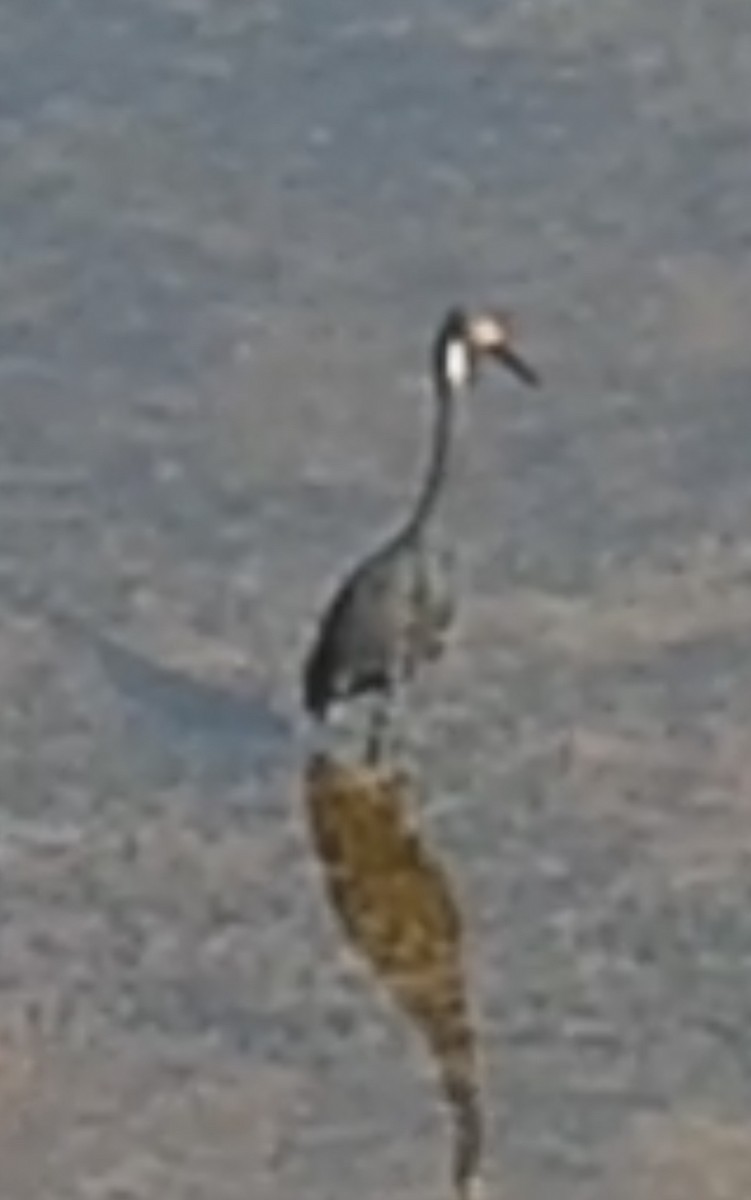 Little Egret (Dimorphic) - ML642095404
