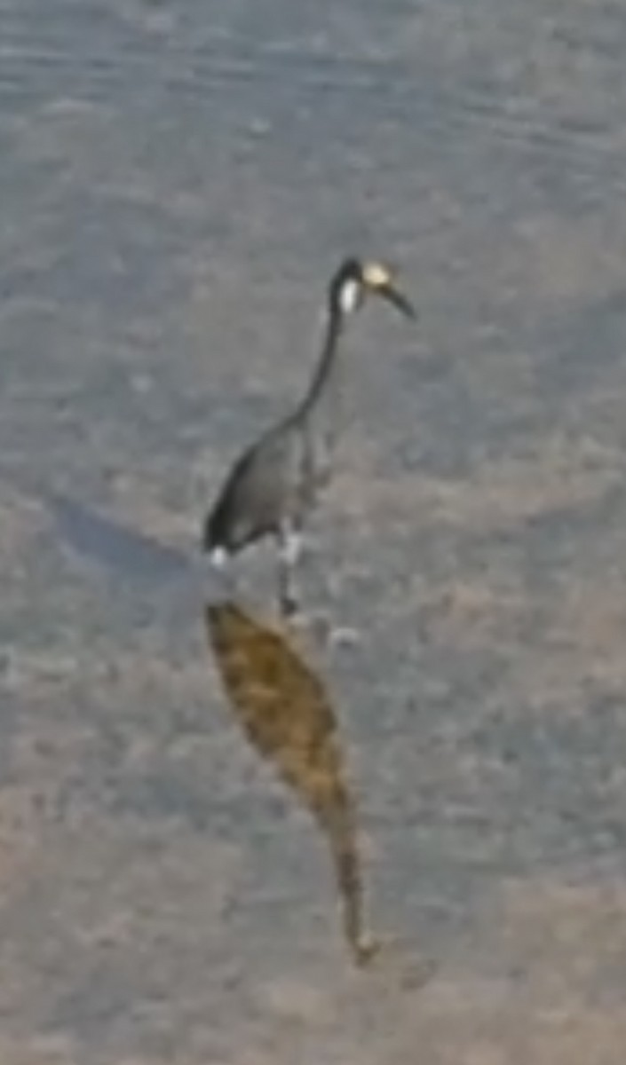 Little Egret (Dimorphic) - ML642095405