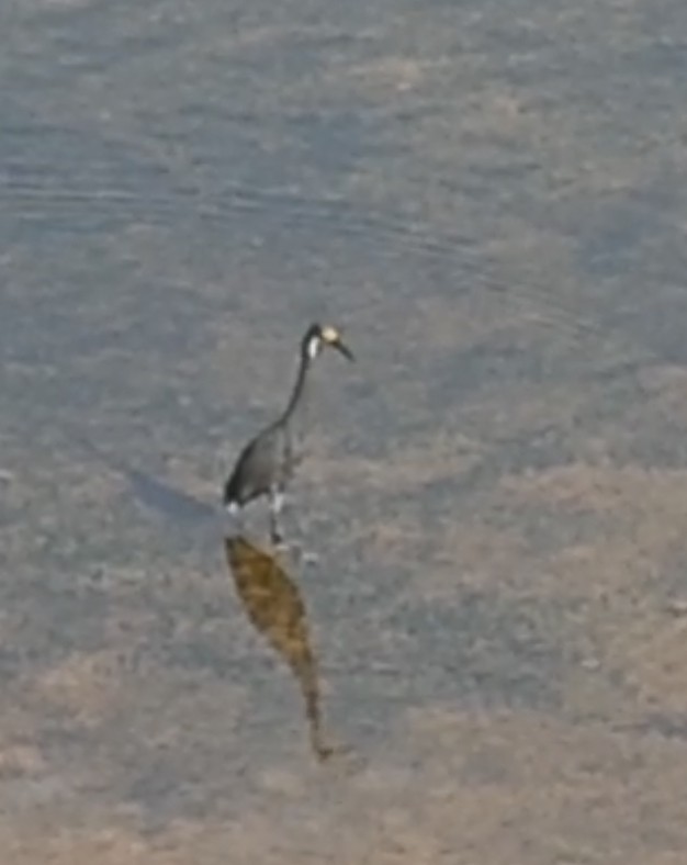 Little Egret (Dimorphic) - ML642095406