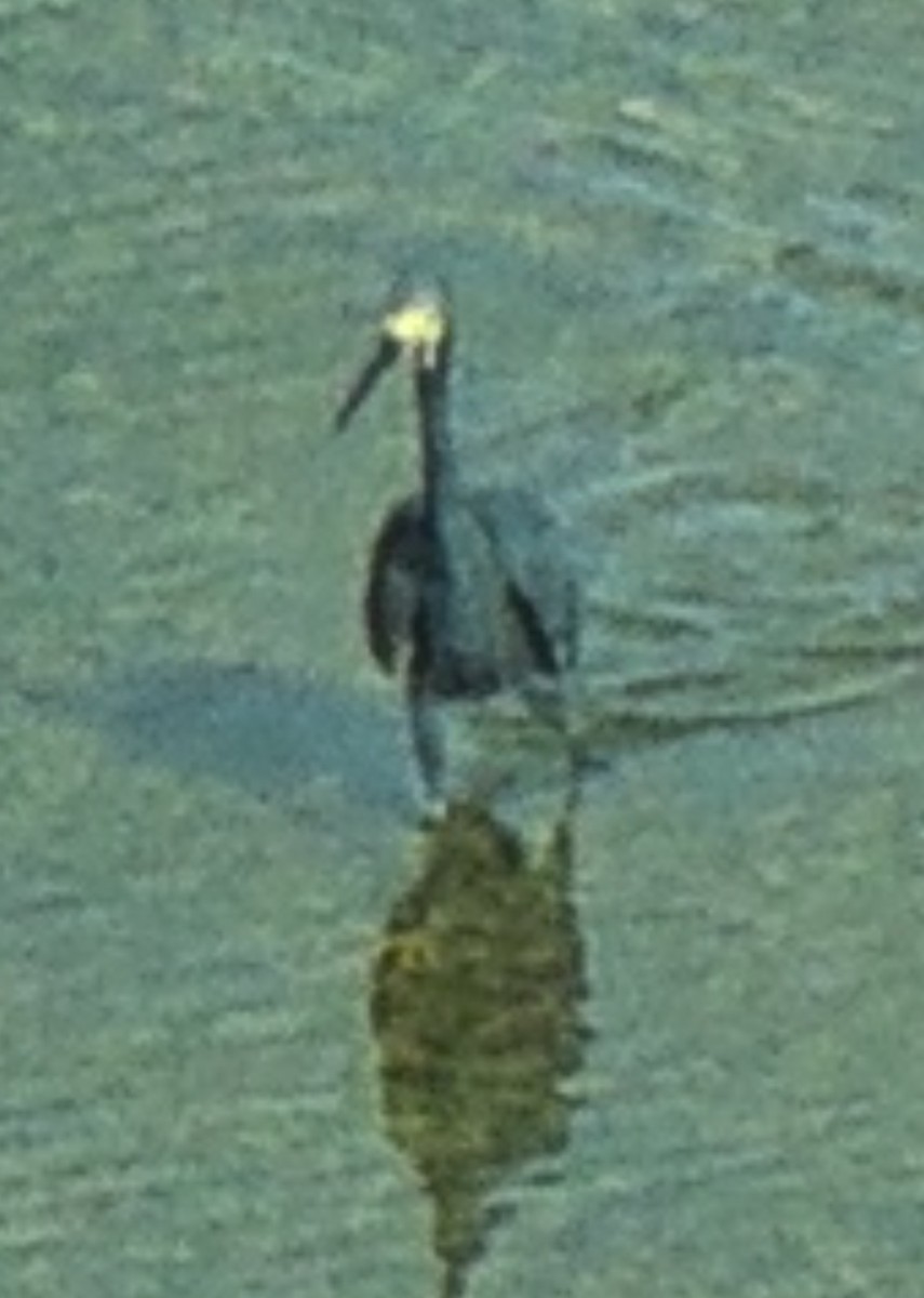 Little Egret (Dimorphic) - ML642095407