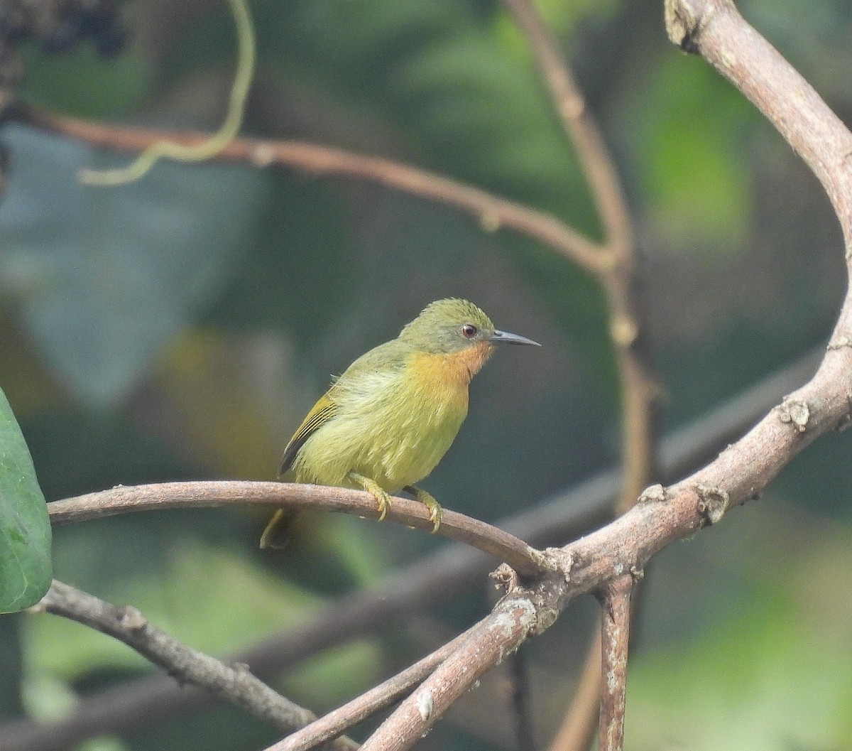 Rubinwangen-Nektarvogel - ML642095408