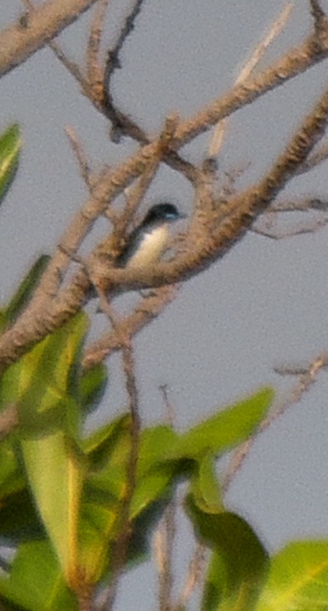 Elstervanga - ML642095411
