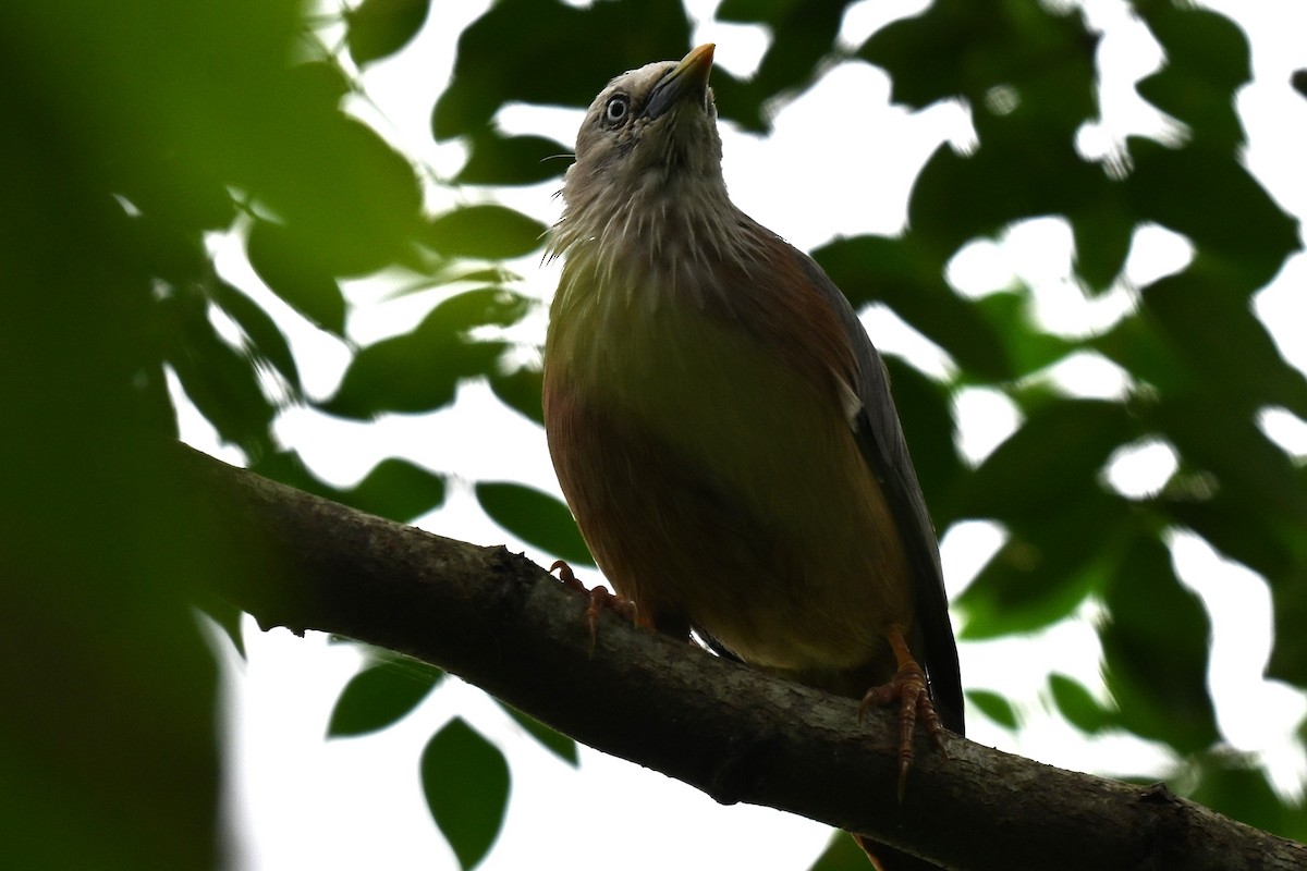 灰頭椋鳥 - ML642095433