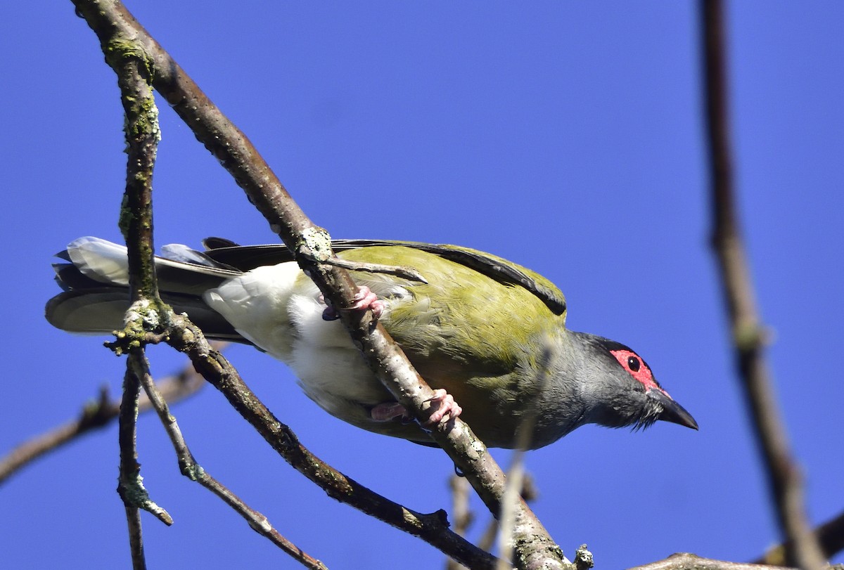 Australasian Figbird - ML642095477
