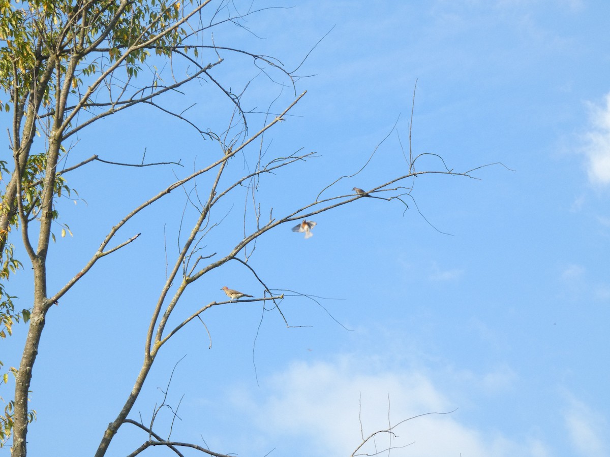 Eastern Bluebird - ML642095478