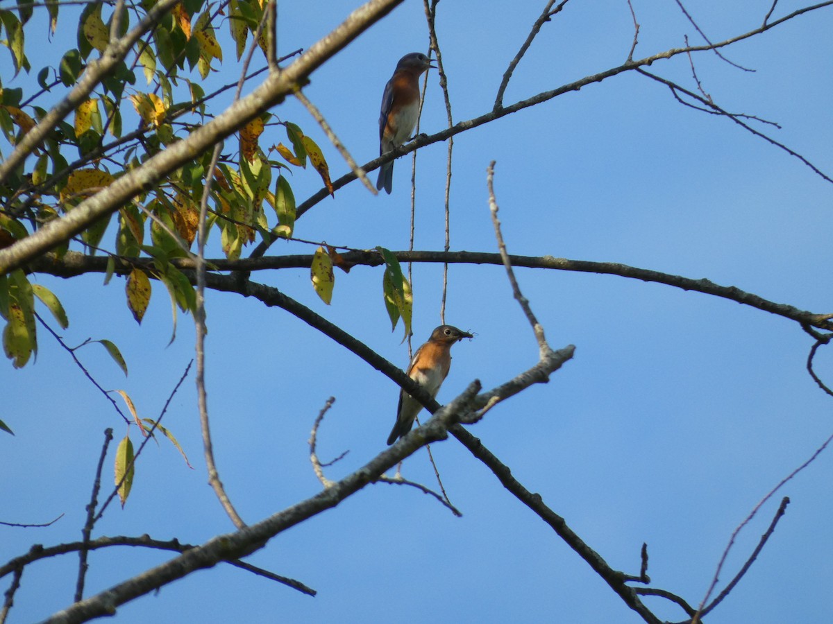 Eastern Bluebird - ML642095479