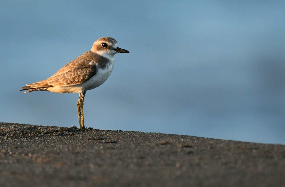 Greater Sand-Plover - ML642095480