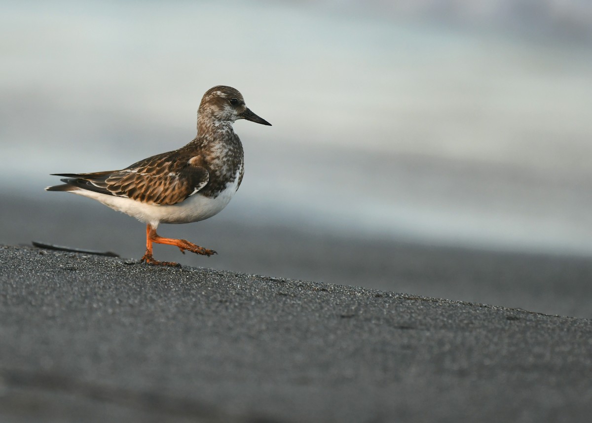 Ruddy Turnstone - ML642095483