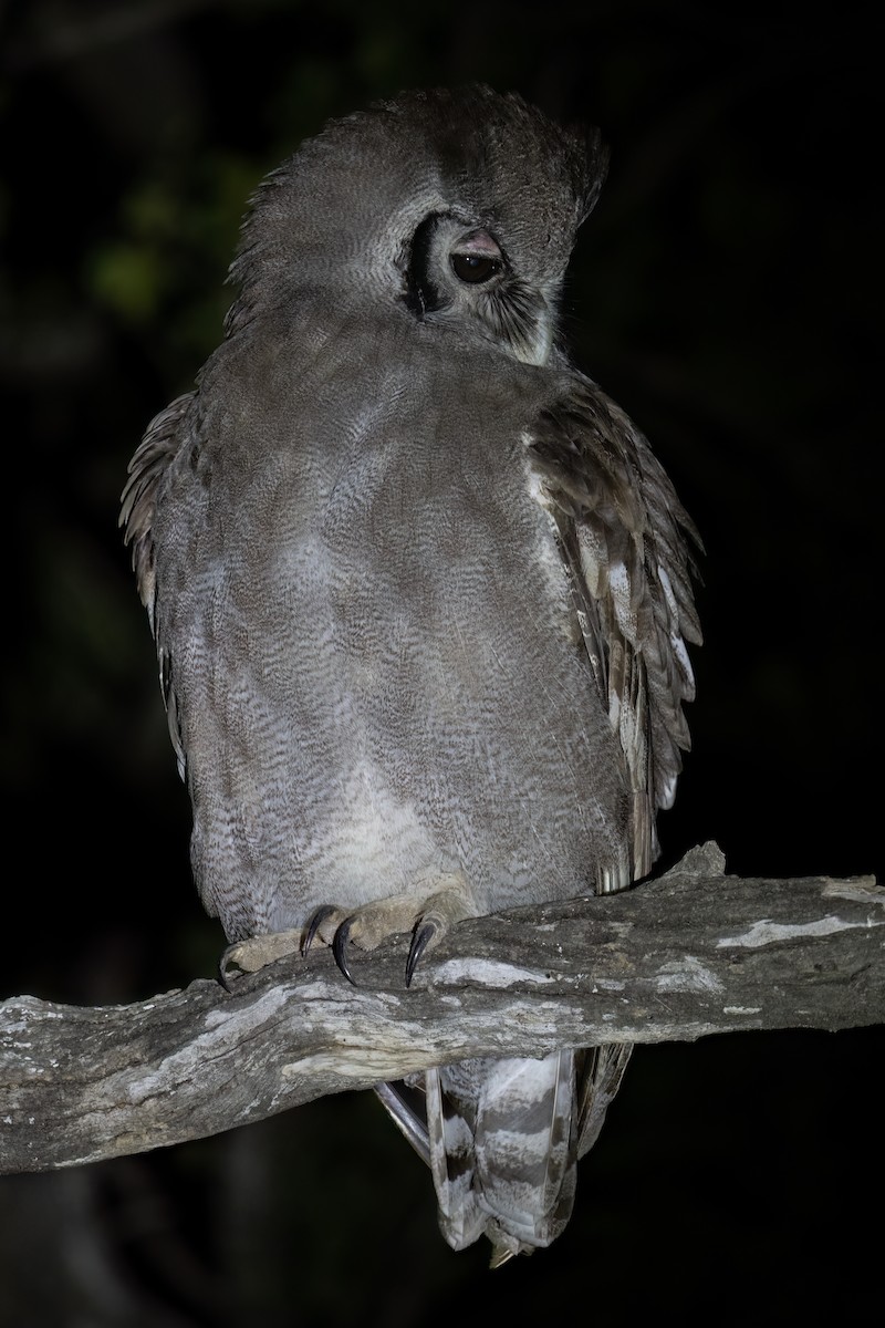 Verreaux's Eagle-Owl - ML642095486