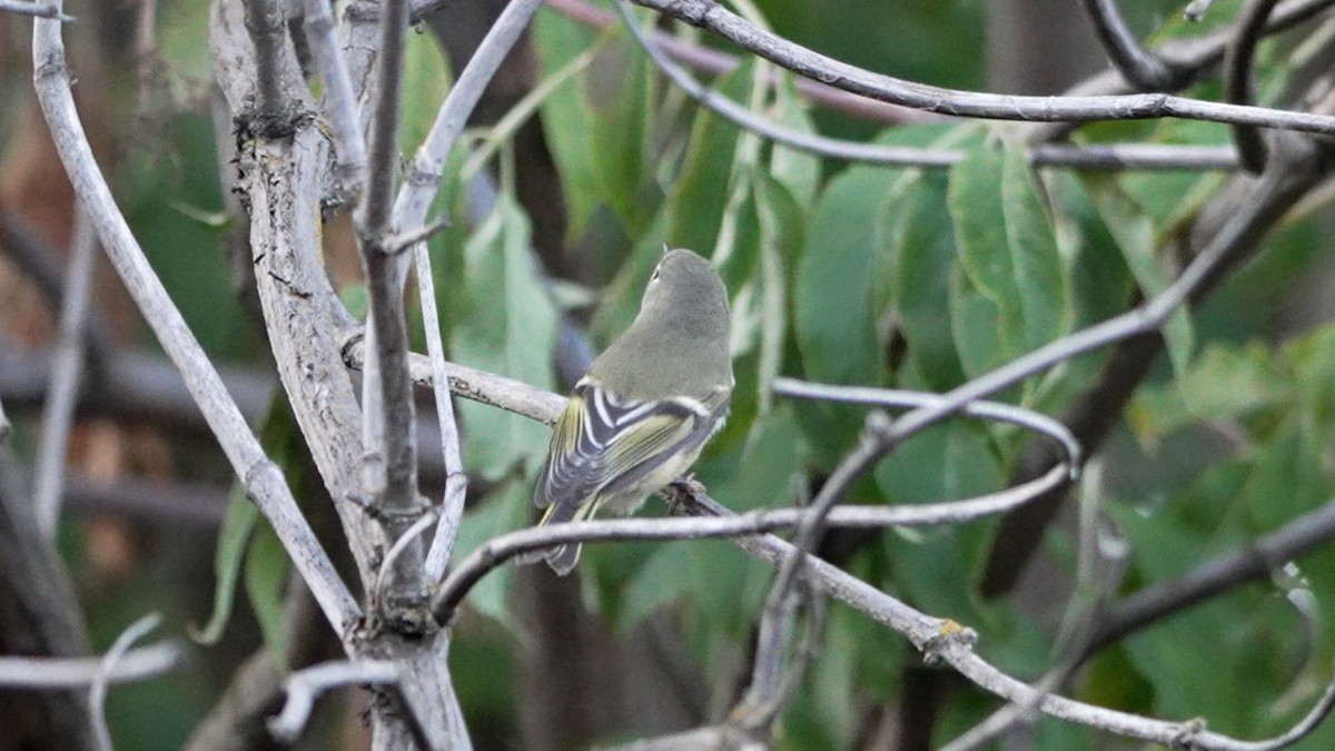 Ruby-crowned Kinglet - ML642095499