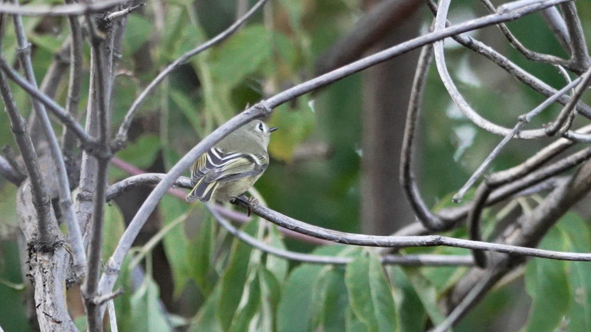 Ruby-crowned Kinglet - ML642095500