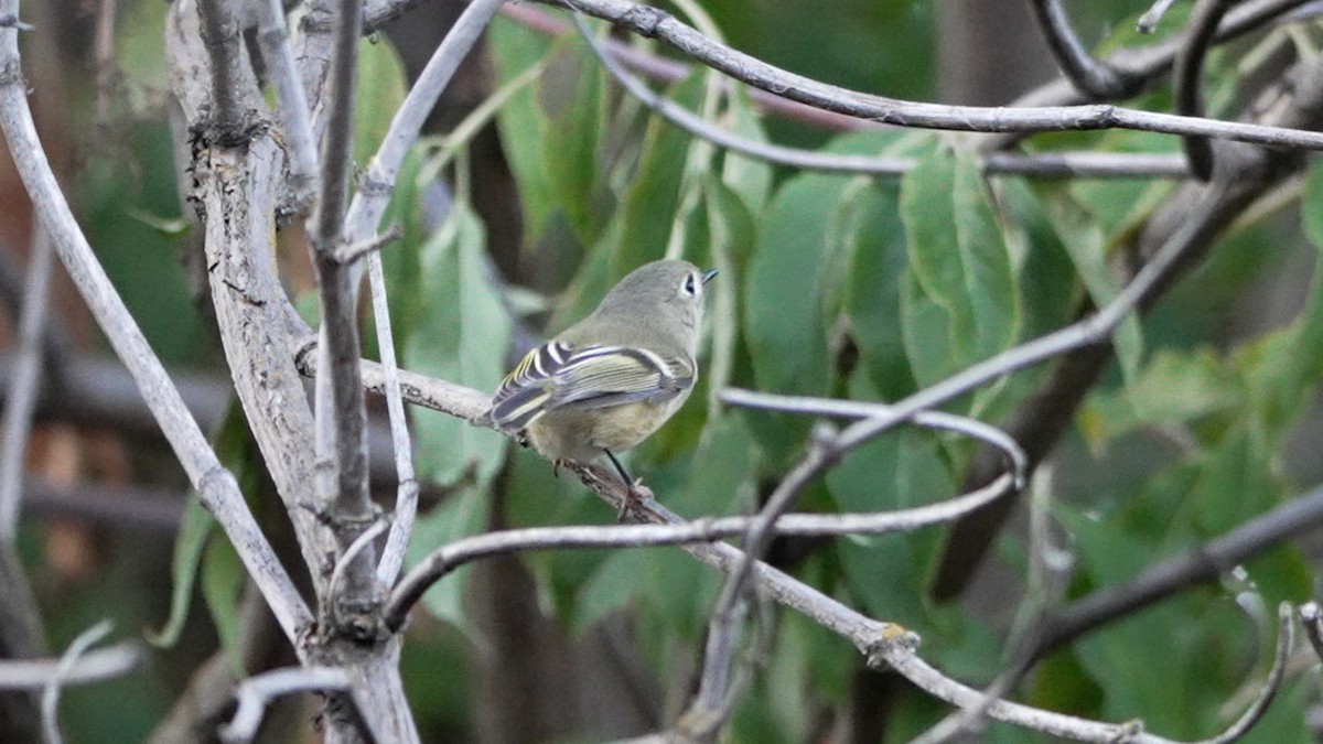 Ruby-crowned Kinglet - ML642095501