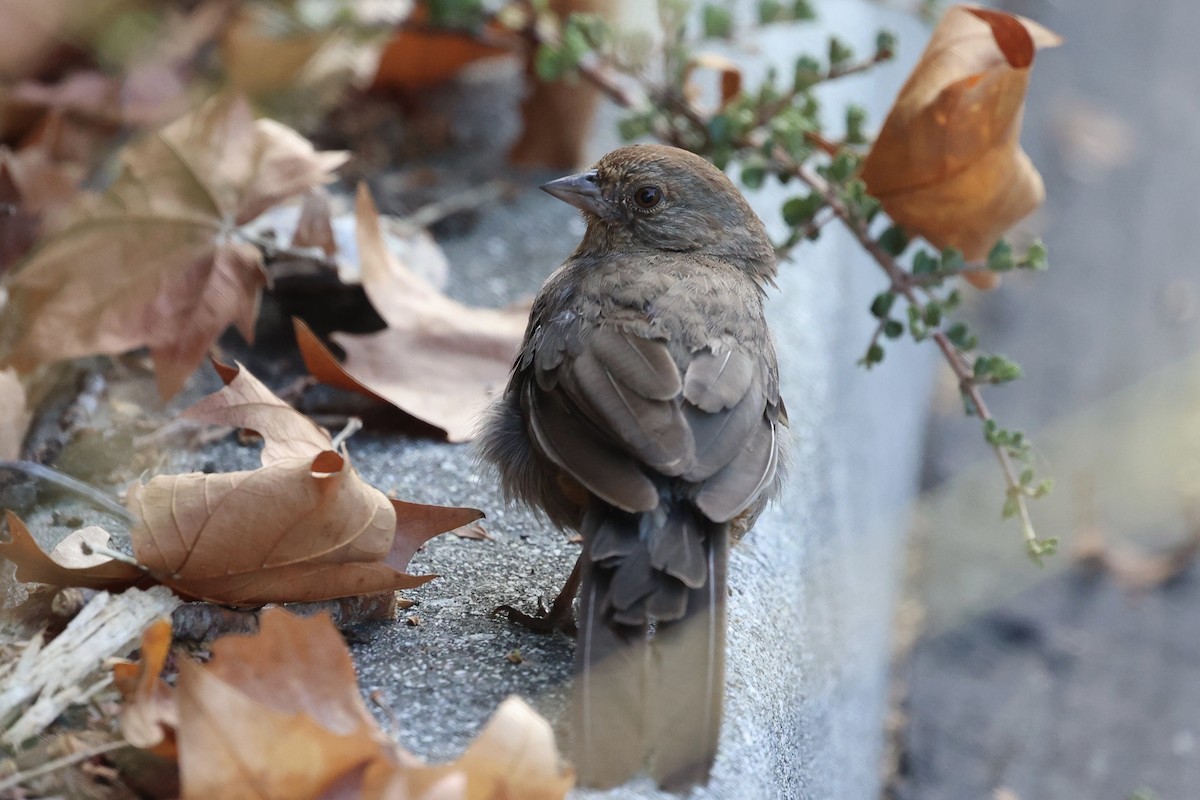 California Towhee - ML642095502