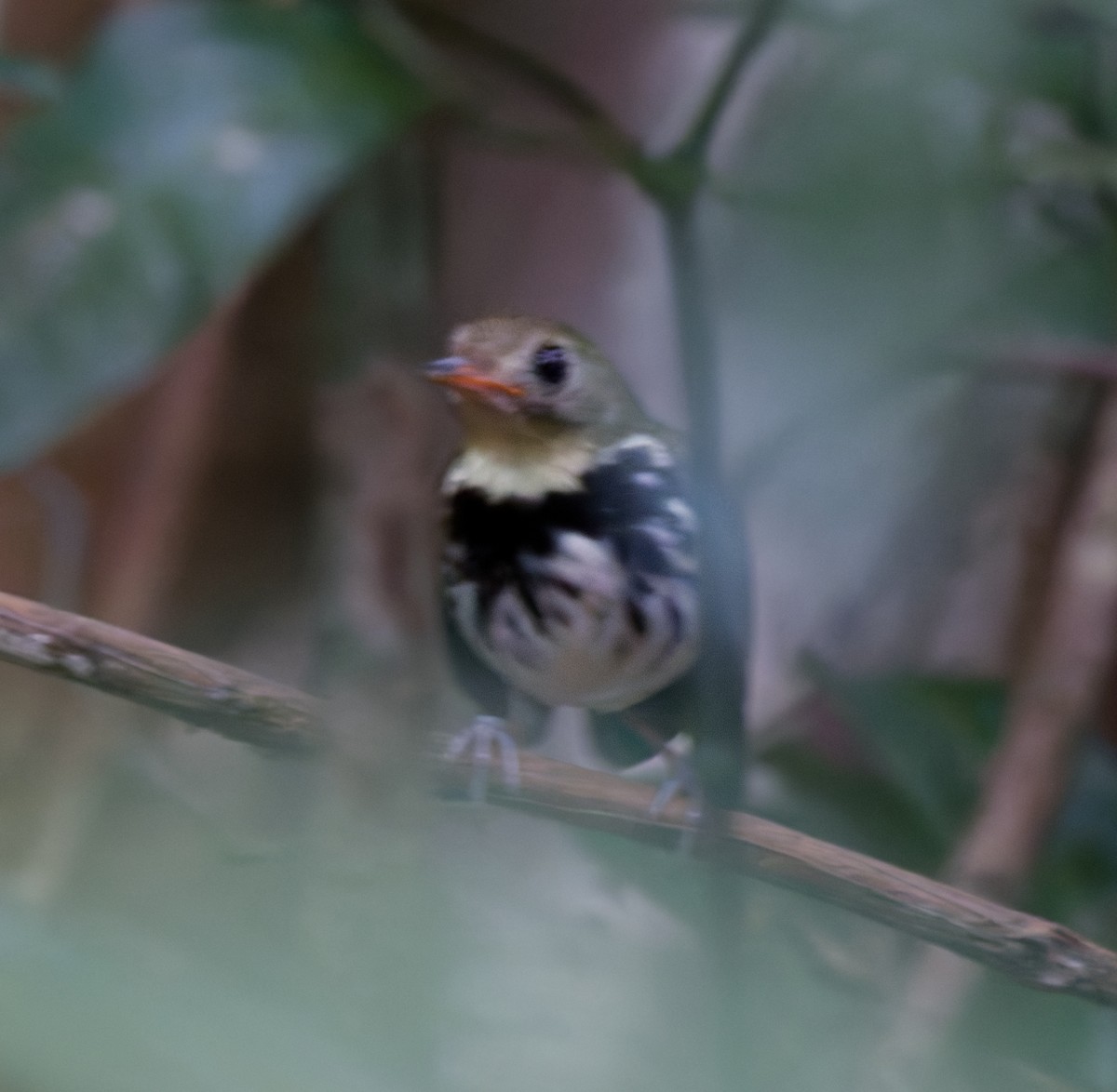Southern Antpipit - ML642095503