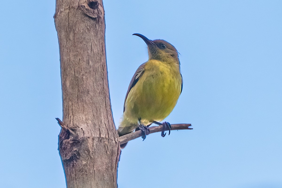 Variable Sunbird - ML642095505