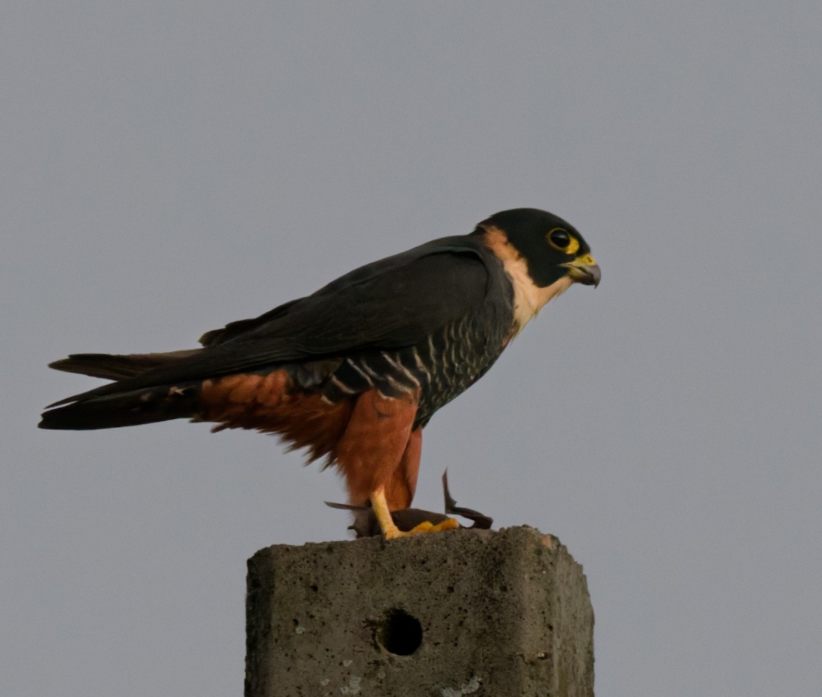 Bat Falcon - ML642095506