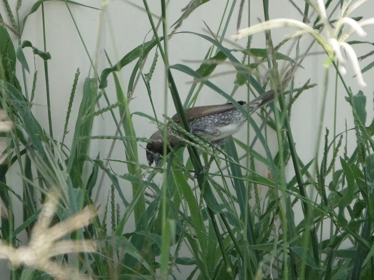 Scaly-breasted Munia - ML642095508