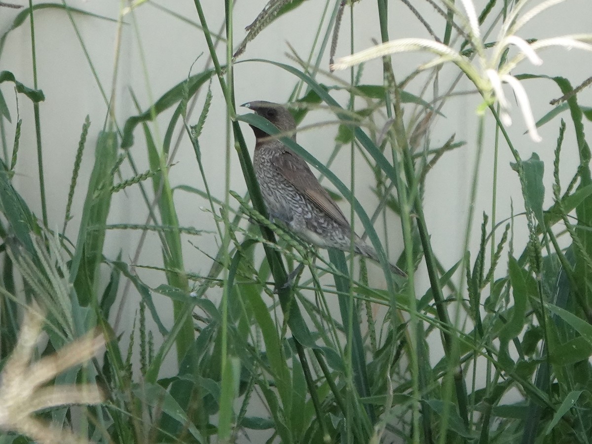 Scaly-breasted Munia - ML642095509