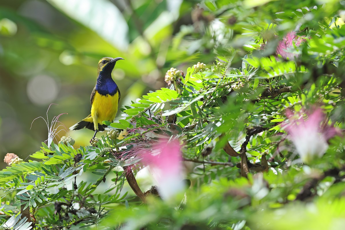Sahul Sunbird - ML642095511