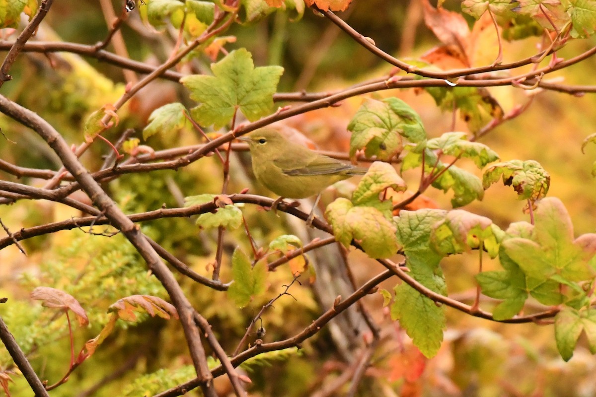 Orange-crowned Warbler - ML642095512