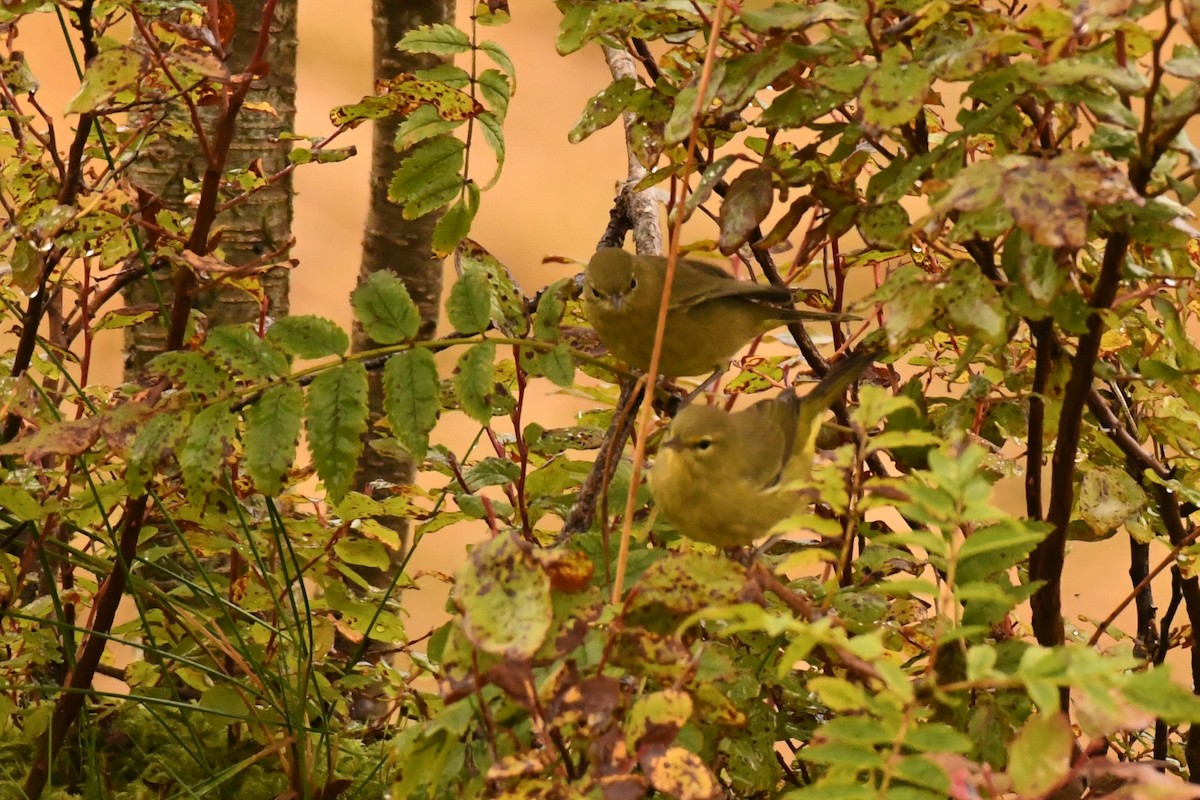 Orange-crowned Warbler - ML642095513