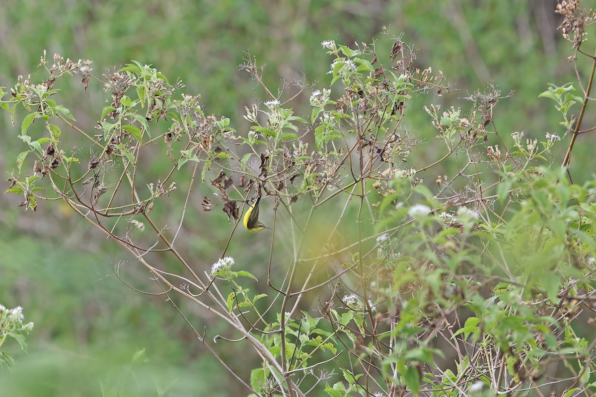 Sahul Sunbird - ML642095514