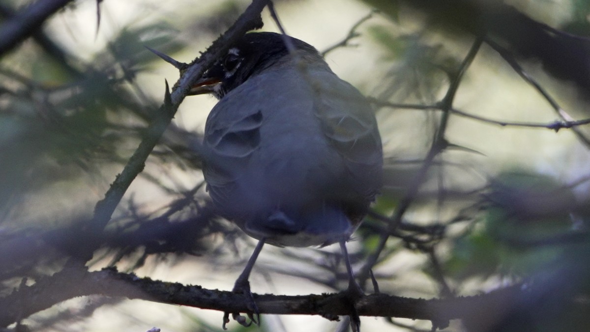 American Robin - ML642095515