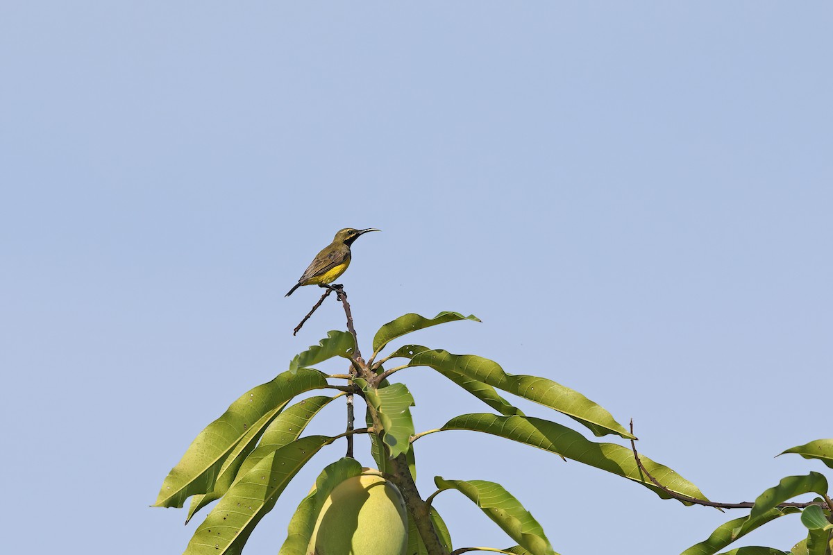 Sahul Sunbird - ML642095516