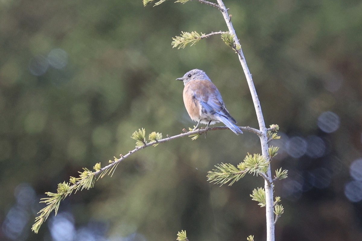 Western Bluebird - ML642095518