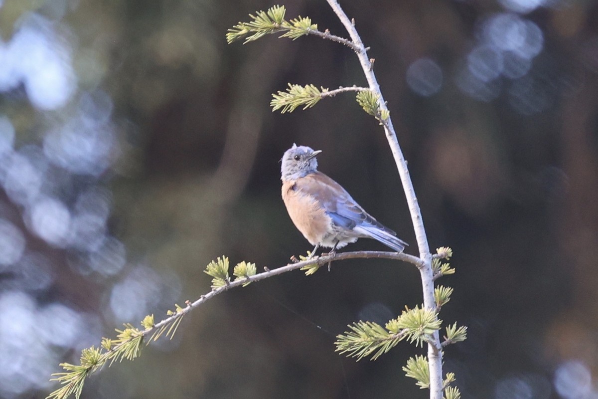 Western Bluebird - ML642095519