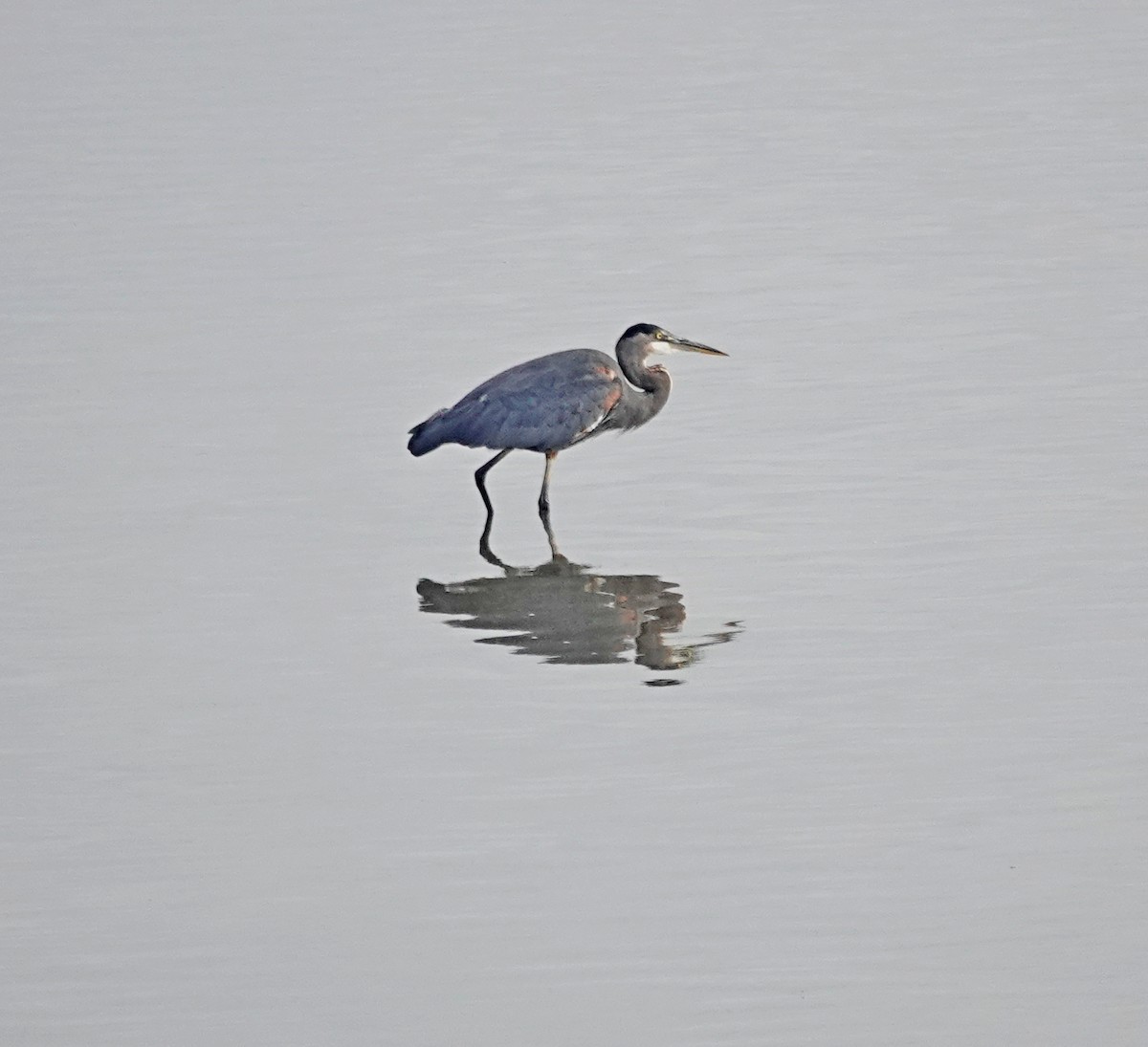 Great Blue Heron - ML642095523