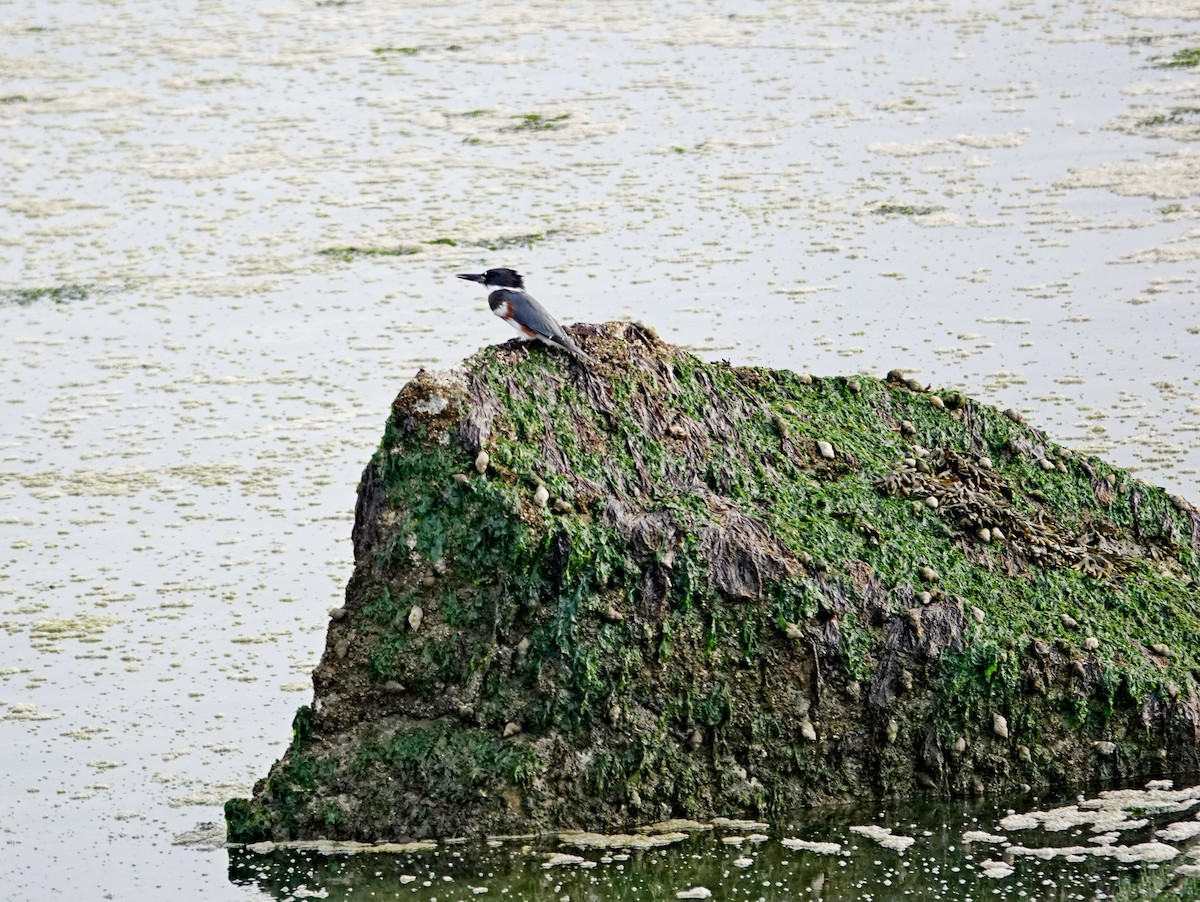 Belted Kingfisher - ML642095533