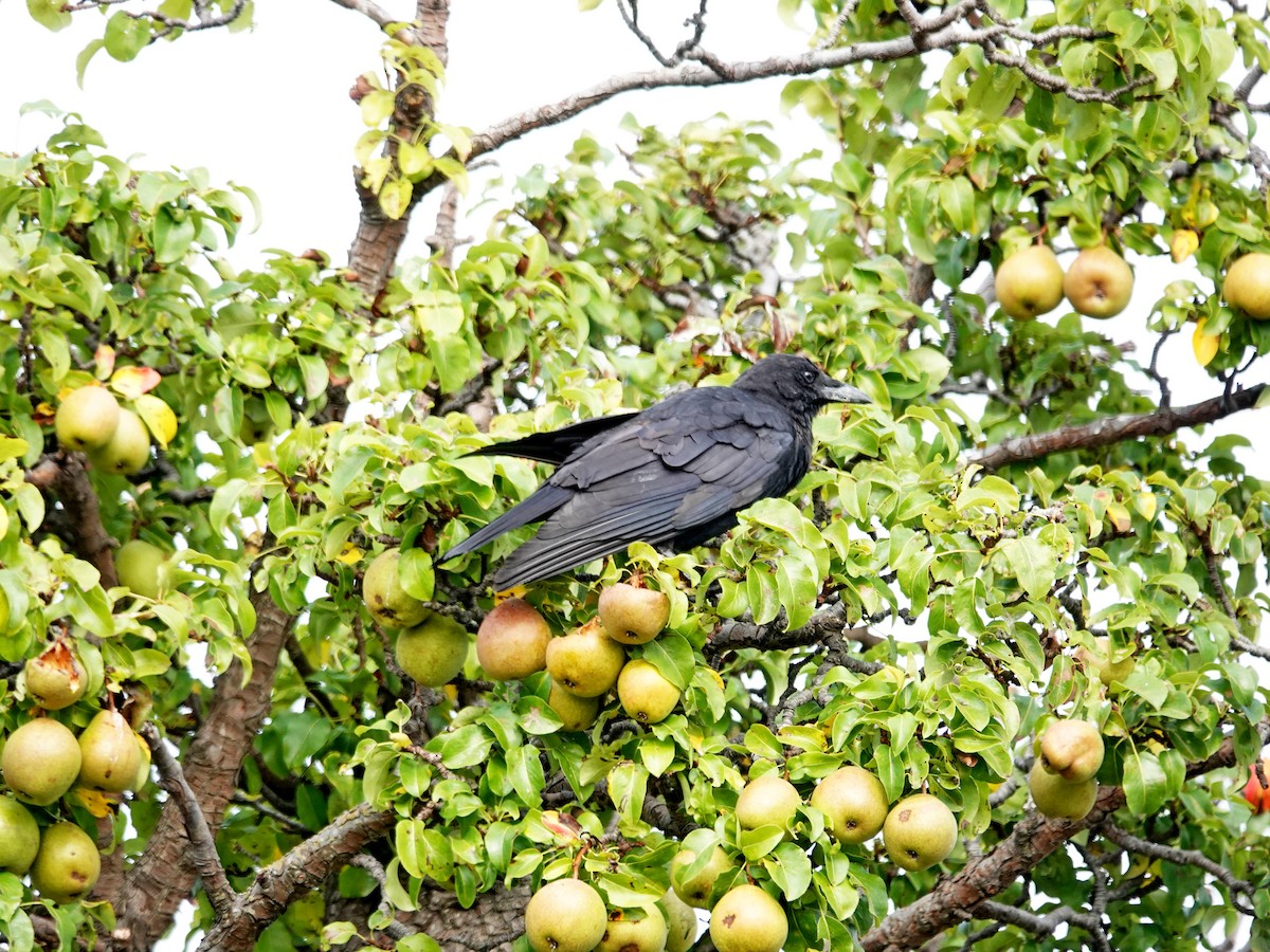 American Crow - ML642095534
