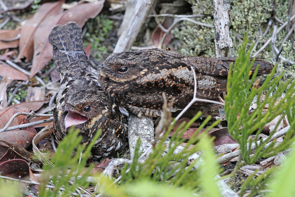Diabolical Nightjar - ML642095537