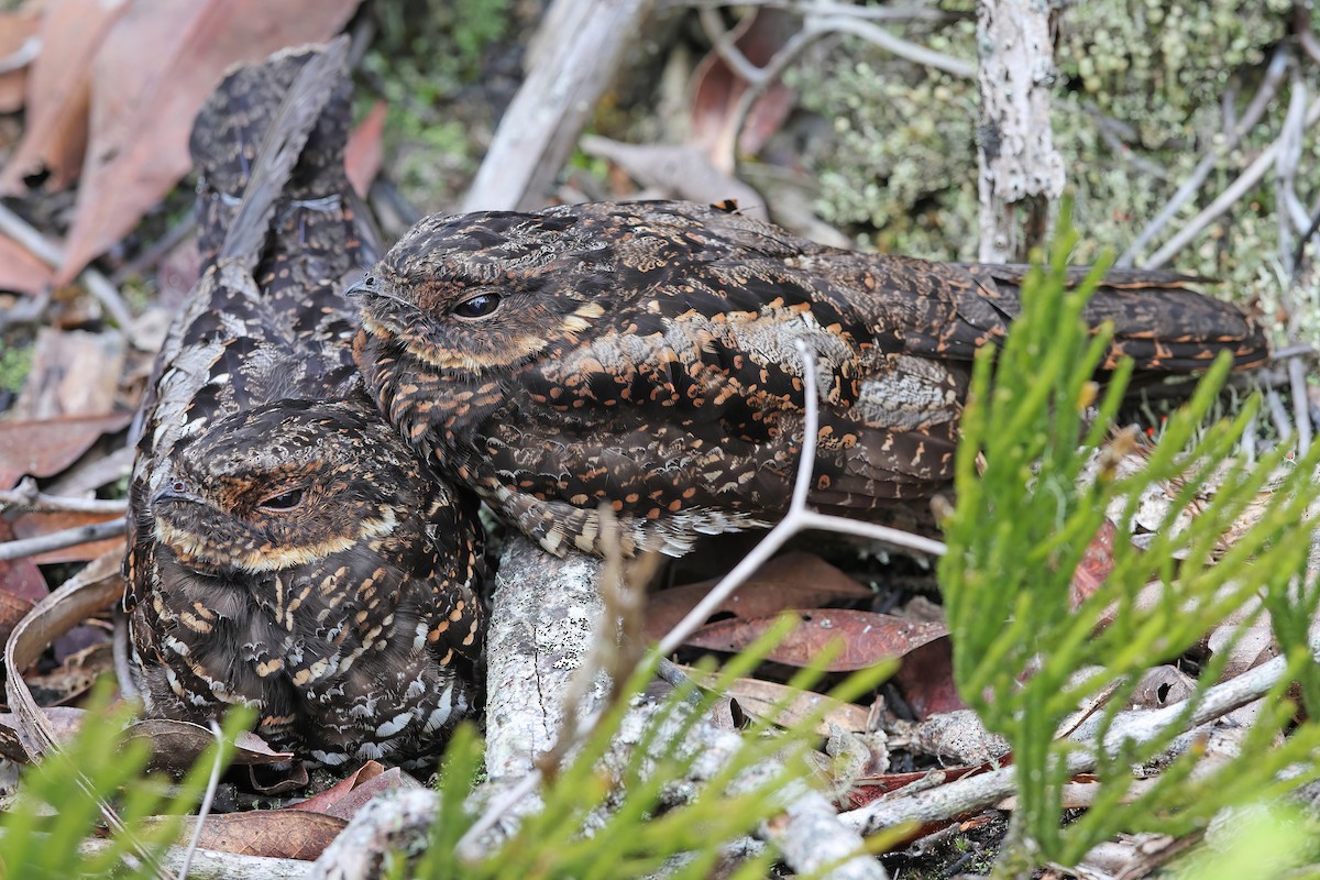 Diabolical Nightjar - ML642095539