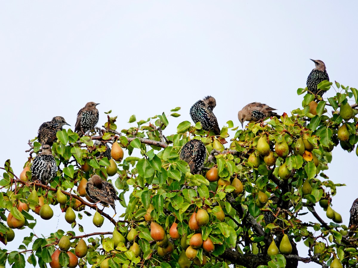 European Starling - ML642095540