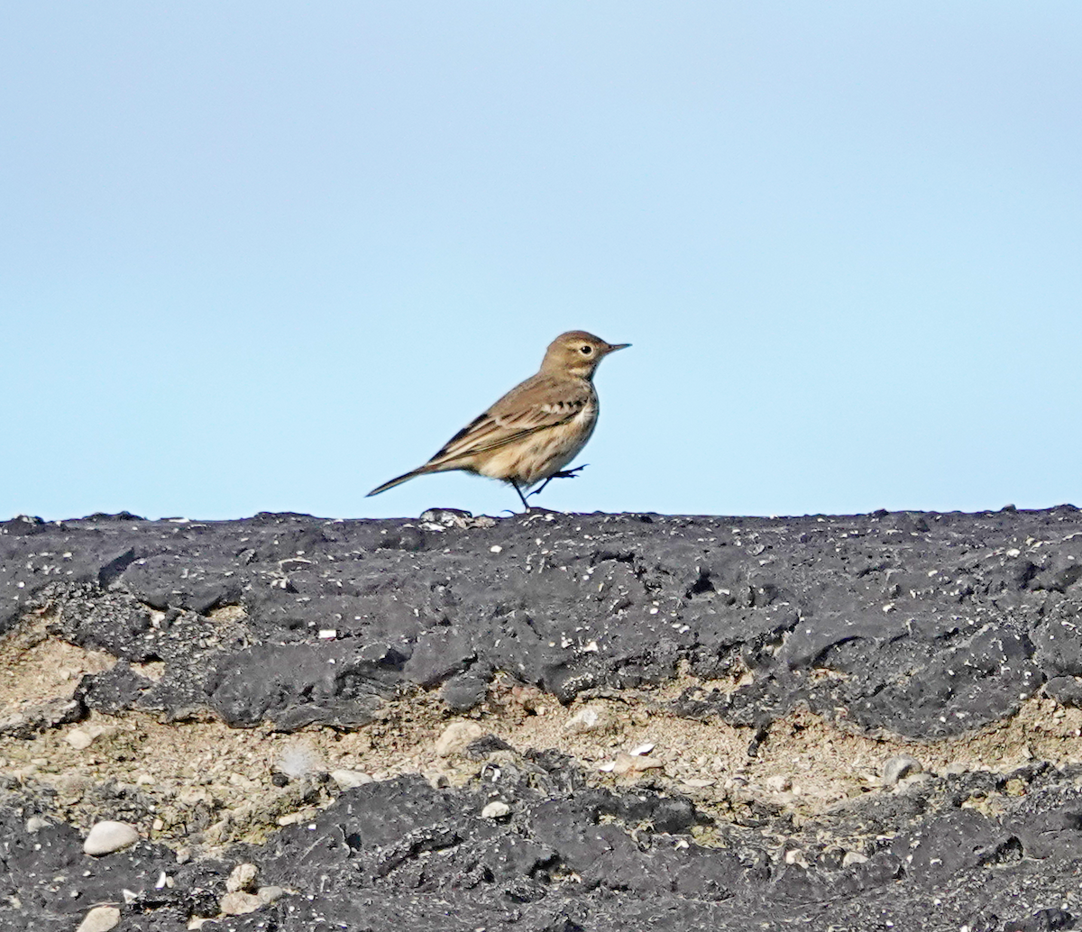 American Pipit - ML642095542
