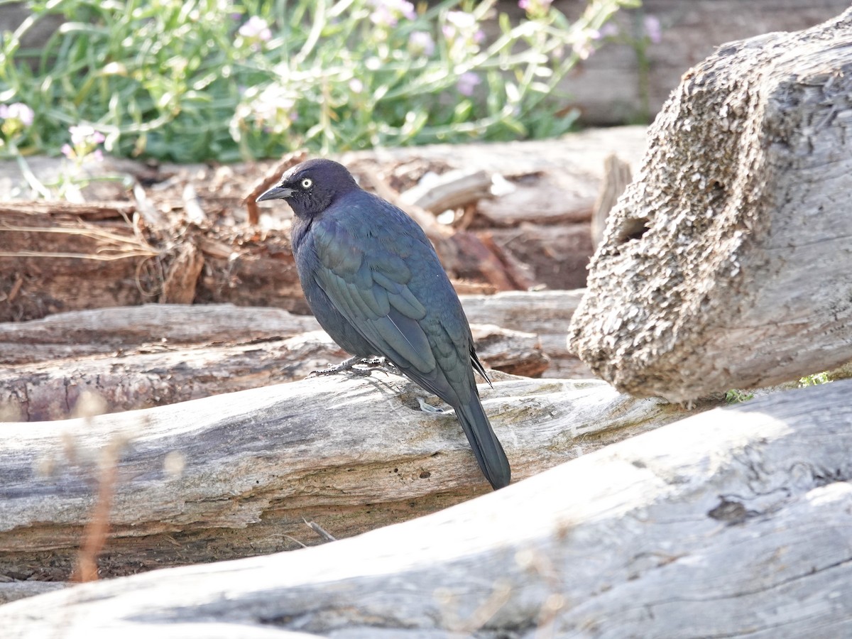 Brewer's Blackbird - ML642095543
