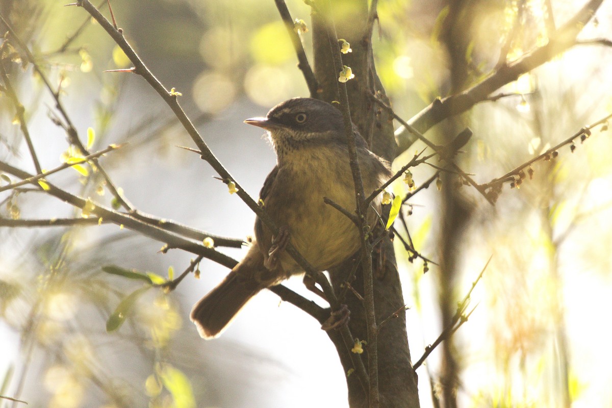 White-browed Scrubwren - ML642095552