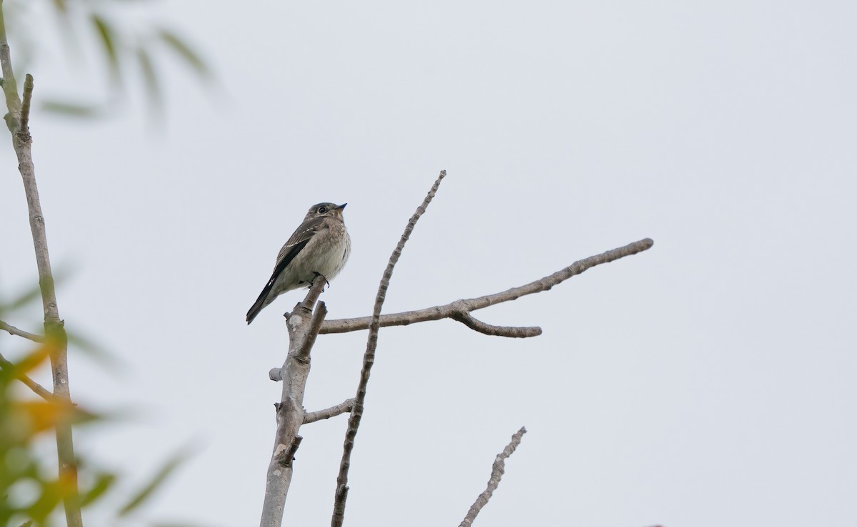 Dark-sided Flycatcher (Siberian) - ML642095567