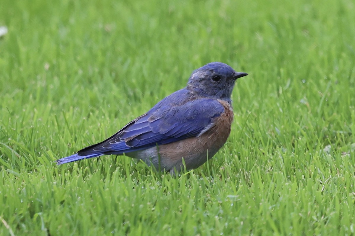 Western Bluebird - ML642095568
