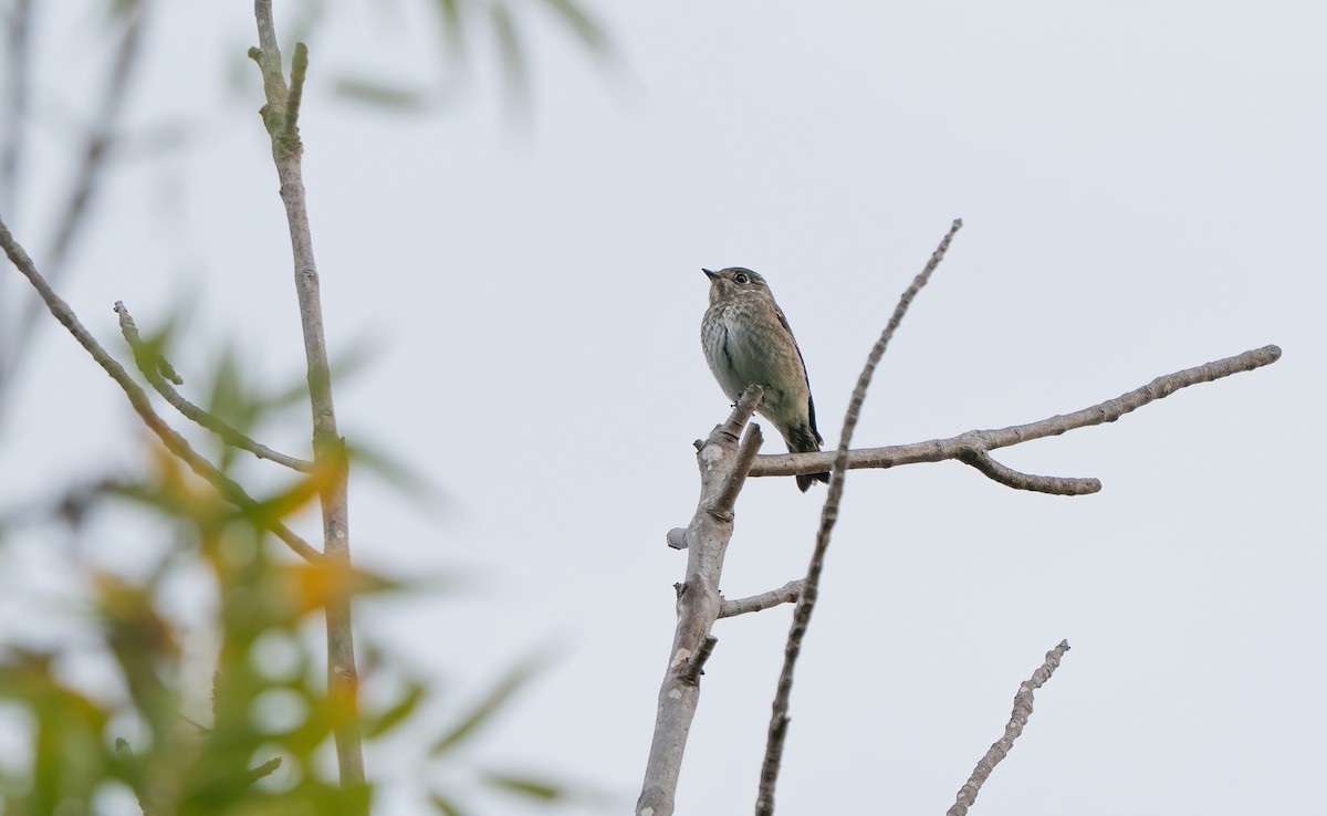 Dark-sided Flycatcher (Siberian) - ML642095569