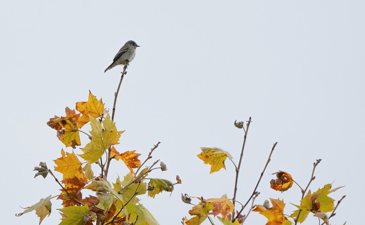 Dark-sided Flycatcher (Siberian) - ML642095570