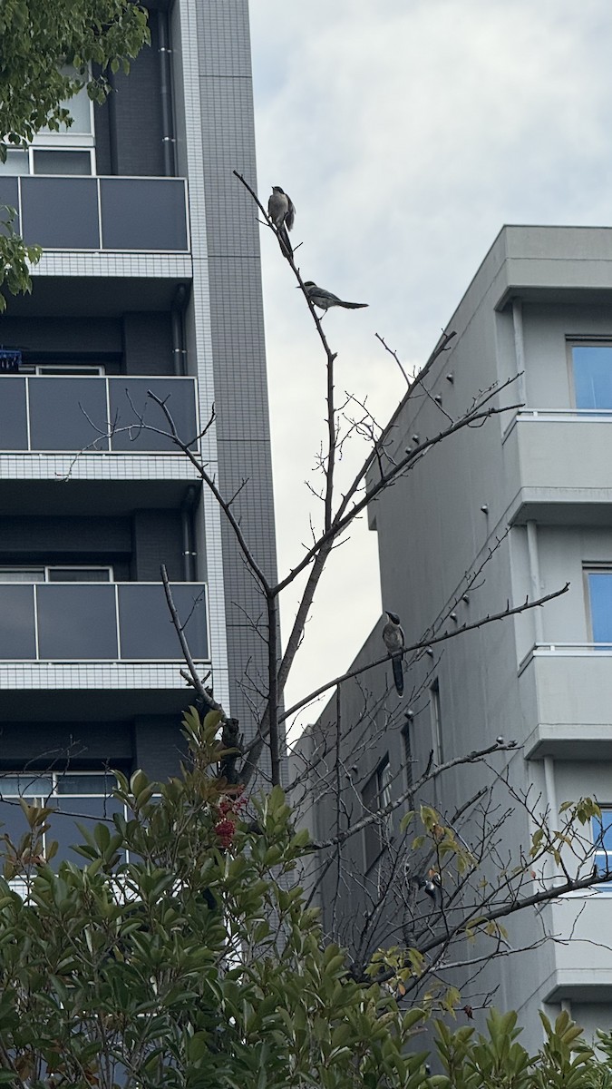 Azure-winged Magpie - ML642095572