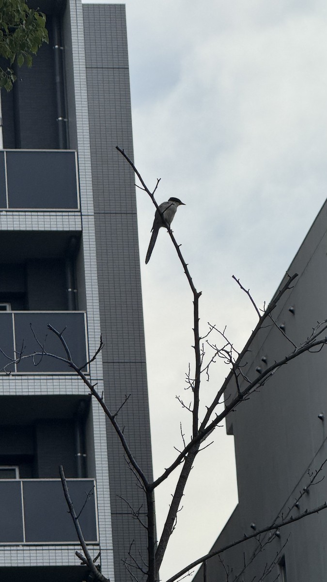 Azure-winged Magpie - ML642095573