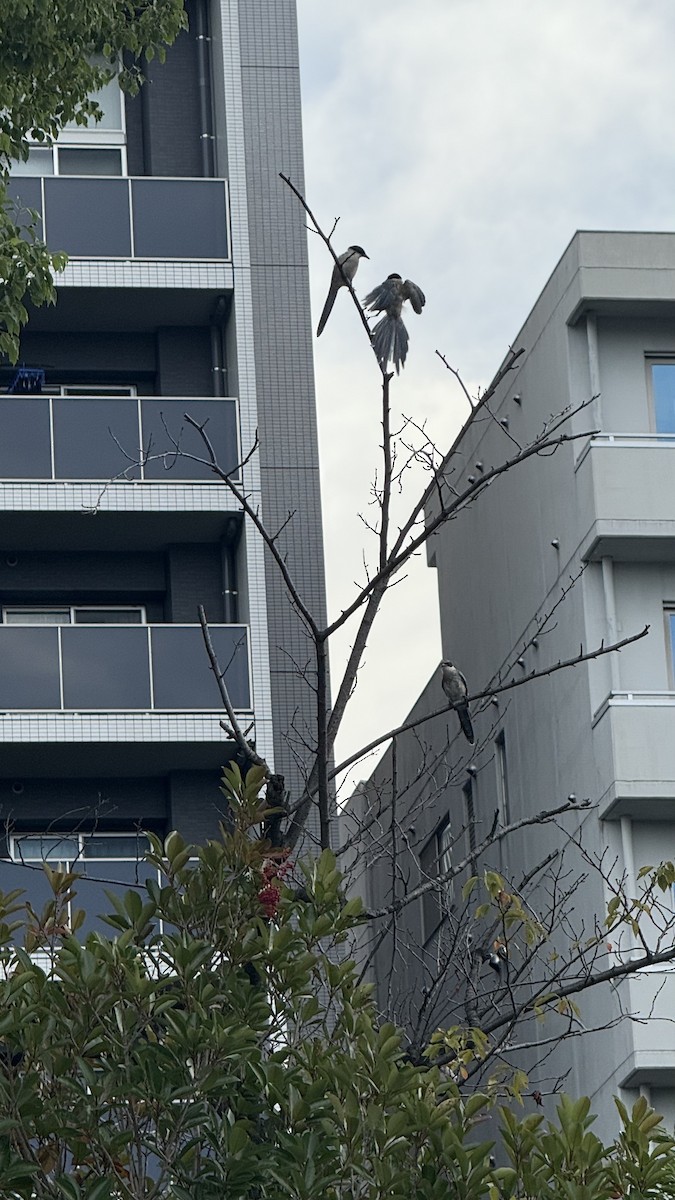 Azure-winged Magpie - ML642095574