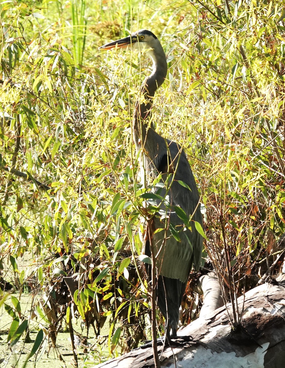 Great Blue Heron - ML642095578